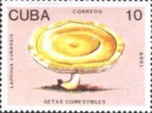 Lentinus cubensis
