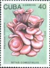 Pleurotus ostreatus