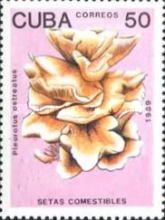 Pleurotus Ostreatus
