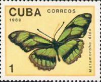 Dido Longwing (Metamorpho dido)