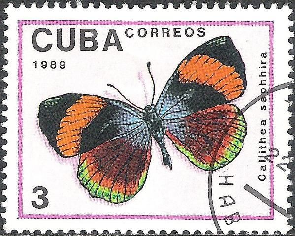 Butterfly (Callithea sapphira)
