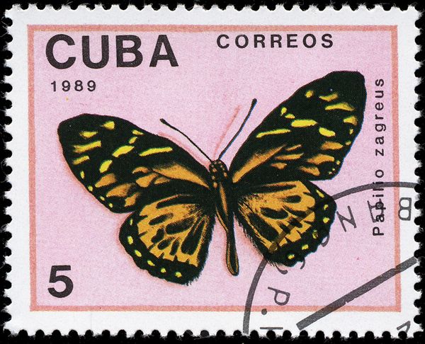 Butterfly (Papilio zagreus)