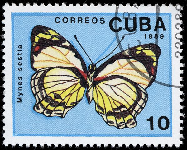 White or Jezabel Nymph (Mynes geoffroyi sestia)