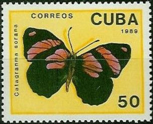 Sorana Eighty-eight (Catagramma sorana)
