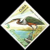 Agami Heron (Agamia agami)