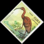 Scarlet Ibis (Eudocimus ruber)
