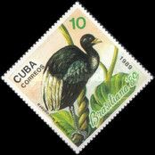 Pale-winged Trumpeter (Psophia leucoptera)