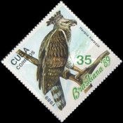 Harpy Eagle (Harpia harpyja)