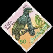 Amazonian Umbrellabird (Cephalopterus ornatus)