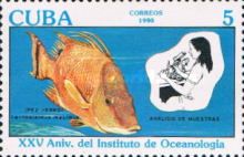 Hogfish (Lachnolaimus maximus), Laboratory Assistant