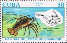 Caribbean Spiny Lobster (Panulirus argus), Diver
