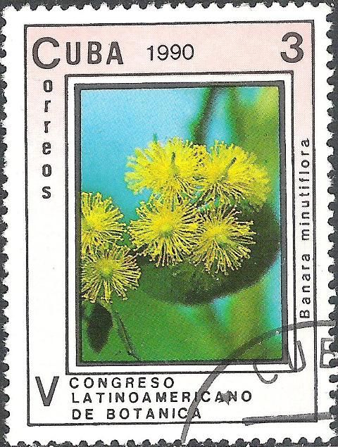 Banara minutiflora