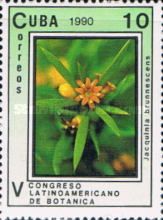 Jacquinia brunnescens