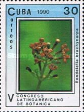 Rondeletia brachycarpa