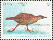 Weka (Gallirallus australis)