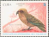 Kea (Nestor notabilis)