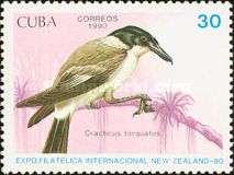 Grey Butcherbird (Cracticus torquatus)