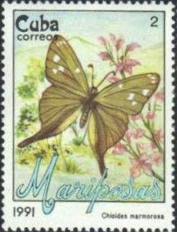 Cuban Longtail (Chioides marmorosa)