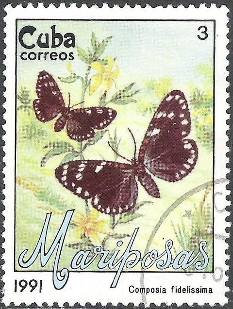 Faithful Beauty (Composia fidelissima)