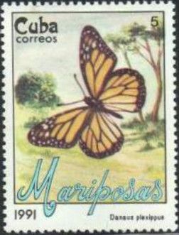 Monarch Butterfly (Danaus plexippus)