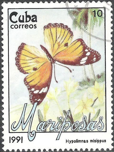 Danaid Eggfly (Hypolimnas misippus)