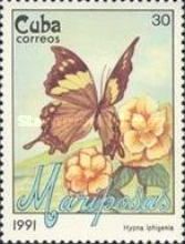 Jazzy Leafwing (Hypna iphigenia)