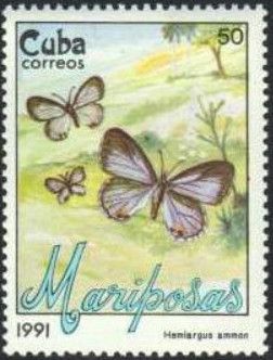 Nickerbean Blue (Hemiargus ammon)