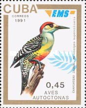 West Indian Woodpecker (Melanerpes superciliaris)