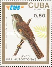 Cuban Solitaire (Myadestes elisabeth)