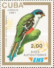 Cuban Trogon (Priotelus temnurus)