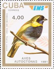 Melodious Grassquit (Tiaris canora)