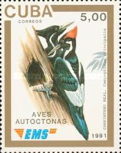 Ivory-billed Woodpecker (Campephilus principalis)