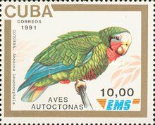 Cuban Amazon (Amazona leucocephala)