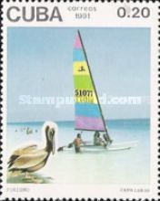 Beach of Cayo Largo-Brown Pelican (Pelecanus occidentalis)