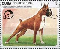 German Boxer (Canis lupus familiaris)