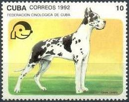 Great Dane (Canis lupus familiaris)