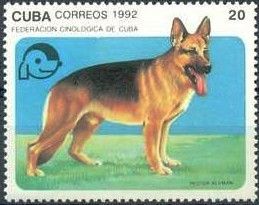 German Shepherd (Canis lupus familiaris)