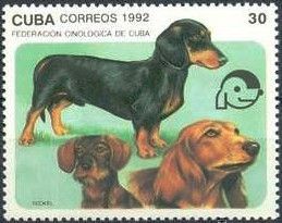 Dachshund (Canis lupus familiaris)