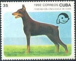 Doberman Pinscher (Canis lupus familiaris)