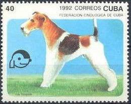 Fox Terrier (Canis lupus familiaris)