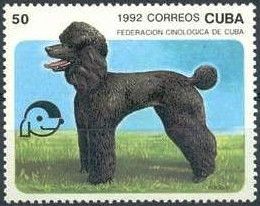 Poodle (Canis lupus familiaris)