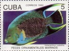 Blue Angelfish (Holacanthus isabelita)