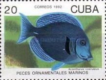 Blue Tang (Acanthurus coeruleus)