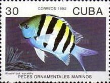 Sergeant Major (Abudefduf saxatilis)