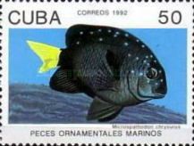 Yellowtail Damselfish (Microspathodon chrysurus)