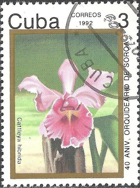 Cattleya hibrida