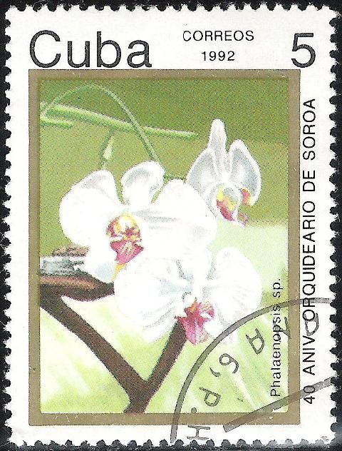 Phalaenopsis sp.