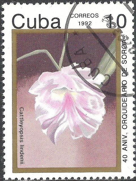 Cattleyopsis lindenii