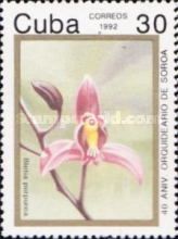 Bletia purpurea
