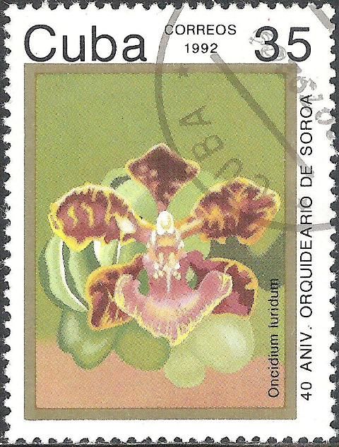 Oncidium luridum